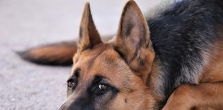 Story of a dog named Leal