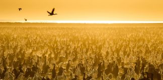 Essential nature documentaries to enjoy our planet