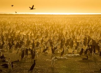 Essential nature documentaries to enjoy our planet