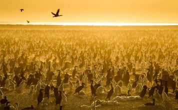 Essential nature documentaries to enjoy our planet