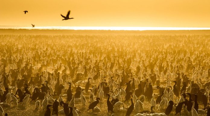 Essential nature documentaries to enjoy our planet
